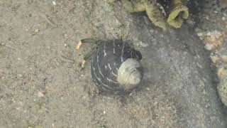 Yellowfooted Hermit Crab amp Whitespeckled Sea Hare [upl. by Olimreh114]