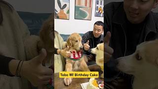 🐕Tobo का Birthday Cake 🎂 mini wood toy  woodworking art skill  hand crafts shorts pets [upl. by Gnouv124]