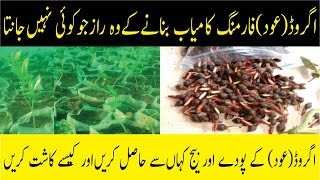 Agarwood business in Pakistan  Agarwood farming in Pakistan  How to Grow Agarwood  javed Kamyana [upl. by Farhi]