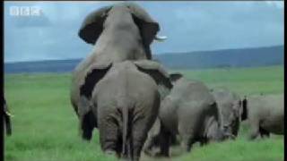 Elephant mating fighting amp pregnancy  Animals The Inside Story  BBC [upl. by Aihsot]