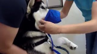 Misunderstood Alaskan Malamute Gets Muzzled After He Scares Veterinarian [upl. by Schiff]