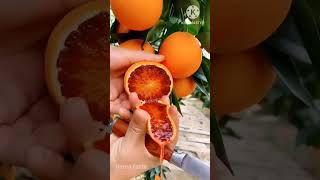 Harvest fresh fruit in my garden and enjoy it  For fruit lovers shorts viral [upl. by Onateag]