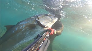 🎬 200 Κιλά Ψαρια ⚡️Αντεχεις 🔱 200 Kg Fish 🔥 Epic Spearfishing [upl. by Crooks]