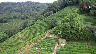 Hangzhou China Longjing Tea Culture Garden☺️ [upl. by Lana]