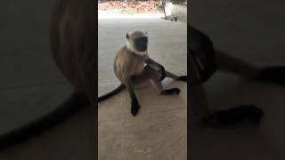 Langur monkey 🐒 creativelife monkey langurmonkey shorts trending status love monkeyvideo [upl. by Lupita]