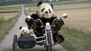 Top Funny Panda Videos Compilation 2017 BEST OF  Cute Animals [upl. by Cain344]