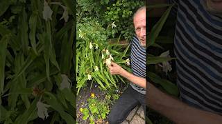 Exotic looking Roscoea gardening permaculture adventure ideas adventure ediblegarden [upl. by Adlihtam438]