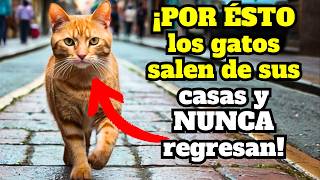 ¿Por qué los gatos se van y NUNCA regresan 12 RAZONES  aprende a PREVENIRLO [upl. by Ellenwahs]