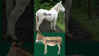 Whats the difference between a Donkey and a Mule [upl. by Oakleil]