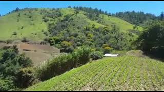 Venta de Finca Agricola en Constanza 180 Tareas Finca con sistema de riego Finca en producción [upl. by Nealy392]