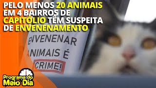 POPULAÇÃO DENUNCIA ENVENENAMENTO DE GATOS EM CAPITÓLIO [upl. by Aldwin]