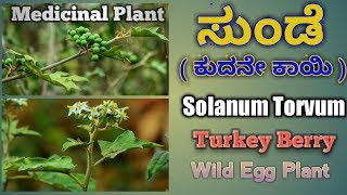 ಸುಂಡೆ ಗಿಡ Solanum Torvum Turkey Berry [upl. by Adriana]