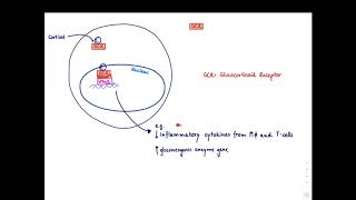 Brandls Basics Glucocorticoids Mechanism of action and adverse effects longer version [upl. by Marguerie]