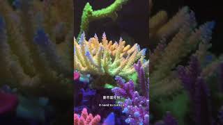 Sharing about how to grow SPS corals well [upl. by Benton257]