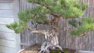 Pinus wallichiana [upl. by Erdreid]