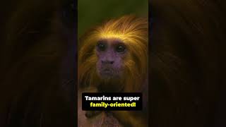 5 Cute Facts About the Golden Headed Lion Tamarin [upl. by Aihsenak]