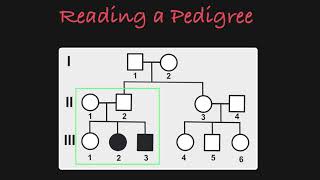 How to Read a Pedigree [upl. by Alicirp]