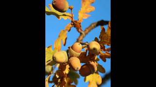 Осенние Дубы Жёлуди 🌳🌳🌳🍂Oaks in Autumn Acorns🍂 nature wildlife осенниедубы [upl. by Nnair502]