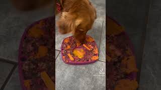 West Paw feast mat  slow feeder  lick mat for dogs [upl. by Moore294]