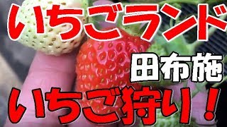 いちご狩り いちごらんど 山口県 田布施町のフジ園芸 甘酸っぱい最高スイーツ！苺を大食い！！ [upl. by Ruiz]