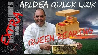 Queen Rearing Apidea Beekeeping Weekly [upl. by Patience520]