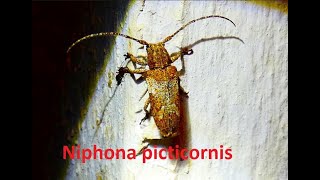 Niphona picticornis by Theo [upl. by Nilrem]