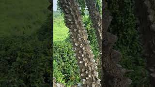 Bark of Zanthoxylum rhetsa a medicinal tree of Odisha [upl. by Klute]