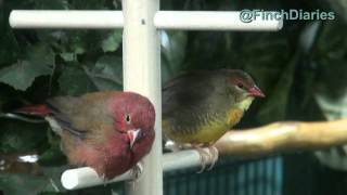 Finch Diaries  Gold Breasted Waxbill And Senegal Fire Finch At The Top Of The World Feb 14 2015 [upl. by Schriever]