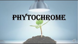 Phytochrome  various responses structure interconvertible forms and its functions [upl. by Assilam77]