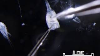 Dissection of a cyclopoid copepod [upl. by Eisle]