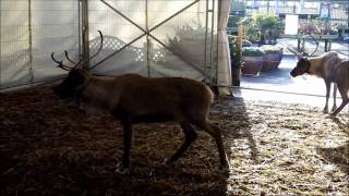 Reindeer at Whitehall Garden Centre Bristol [upl. by Selym]