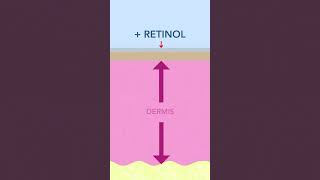 Does Retinol Thin the Skin  Yes and No [upl. by Ifill]