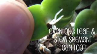 Succulent Propagation Secrets for Stacking Crassula [upl. by Lehcor596]