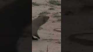 Dangerous Cobra VS Mongoose Official [upl. by Caines]