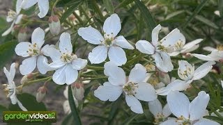 Mexican Orange blossom Choisya ternata [upl. by Boniface936]