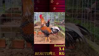 Beautiful Chicken rooster Sports bird videos chicken A1162V ❤️💖 [upl. by Adnoryt]