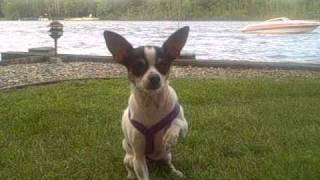 Tutorial My Chihuahua Learning quotFacequot  quotCover Your Eyesquot quotShamequot [upl. by Eenaej733]