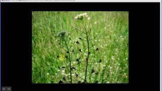 Capsella bursapastoris  Shepherds Purse Part 1 of 2 [upl. by Ivanah947]