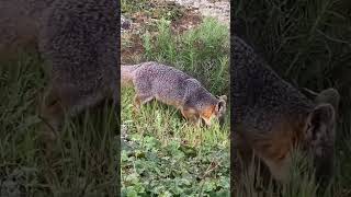 Island Fox 2 [upl. by Travis12]