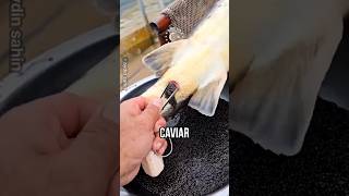 A Method for Harvesting Caviar Without Killing the Fish [upl. by Nerine]