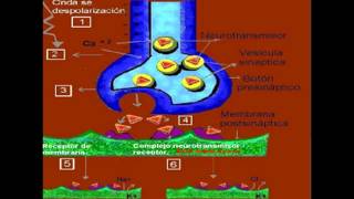 transmision sinaptica [upl. by Ap]