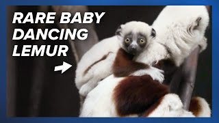 A rare Coquerel’s sifaka aka ‘dancing lemur’ has just been born and shown to the public [upl. by Duthie458]