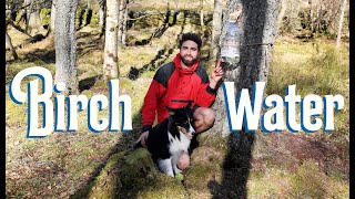 How to Tap Birch Sap  Making Birch Gin Birch Syrup amp Toffee  Folk History amp Benefits [upl. by Alrak]