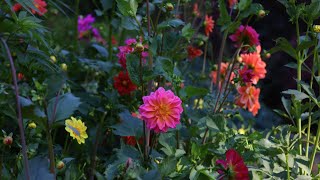 I grew 27 Dahlias from seed and made a video about it [upl. by Dlonyer1]