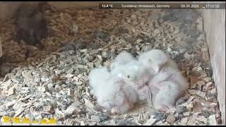 Common Kestrel nest Windsbach Germany May 8 2024 [upl. by Arteid]