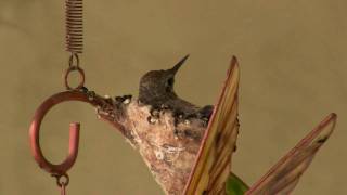 Hummingbird Nest in a Wind Chime  Final Episode [upl. by Wickner]