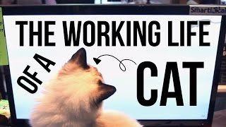 The Life Of An Office Cat  TSL Comedy  EP 14 [upl. by Elum]