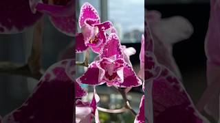 Phalaenopsis Chia E Yenlin Variegata [upl. by Hardi]