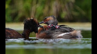 Horned Grebe [upl. by Bethina]