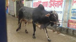 cowlover  kurbai cow  viral cow  animals [upl. by Salchunas]